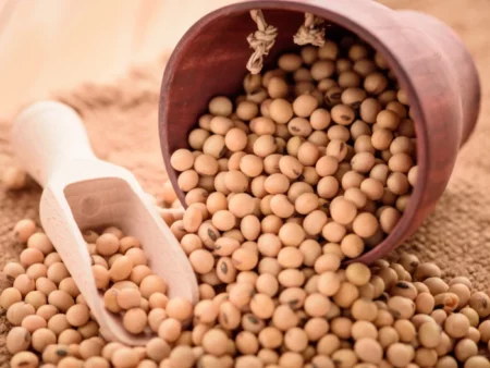 Soy Beans